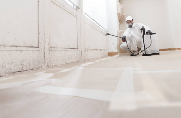 Black mold remediation team in Maple Grove